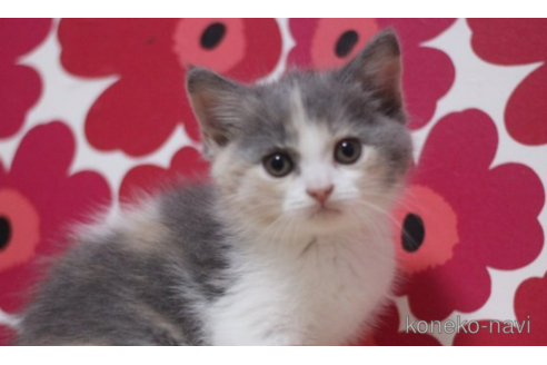 成約済の東京都のスコティッシュフォールド-71211の3枚目